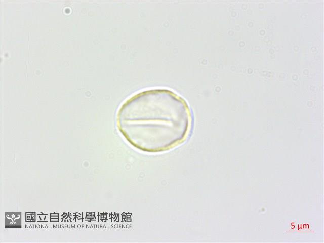 長葉苧麻藏品圖，第2張