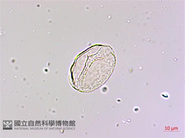 麥門冬藏品圖，第3張