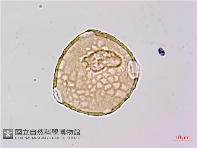 長葉豇豆藏品圖，第2張