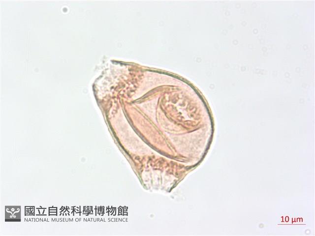 臺灣露珠草藏品圖，第2張