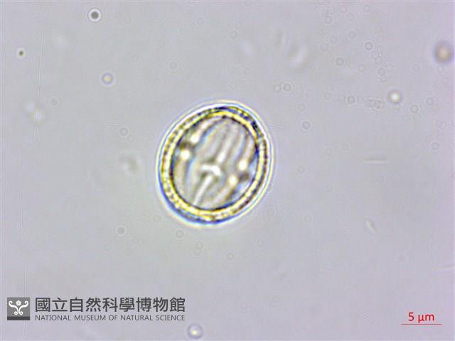 羅庚果藏品圖，第3張