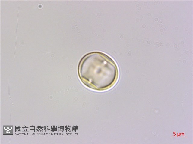 蘭嶼樹蘭藏品圖，第2張