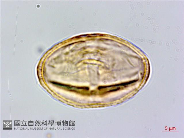 三葉山芹菜藏品圖，第2張