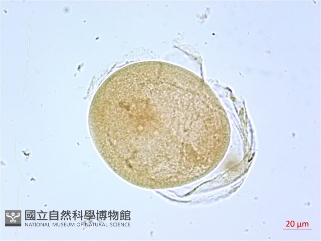 葛瑪蘭芭蕉藏品圖，第2張