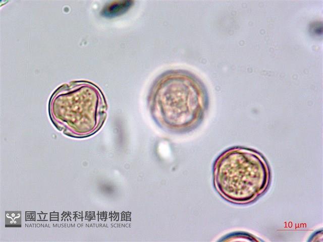 鵝掌藤藏品圖，第2張