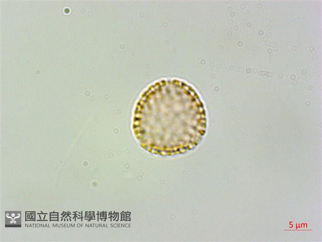 蘭嶼千金藤藏品圖，第2張