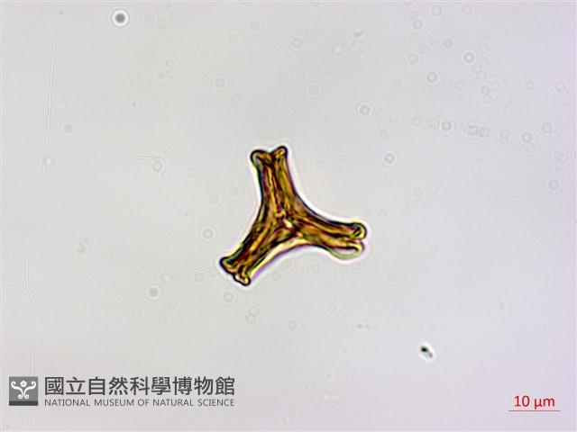 木蘭桑寄生藏品圖，第2張