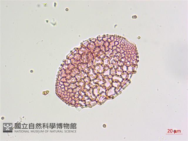 粗莖麝香百合、糙莖麝香百合、鐵炮百合藏品圖，第3張