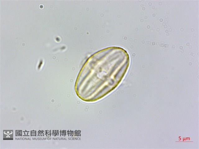 裂葉秋海棠藏品圖，第2張