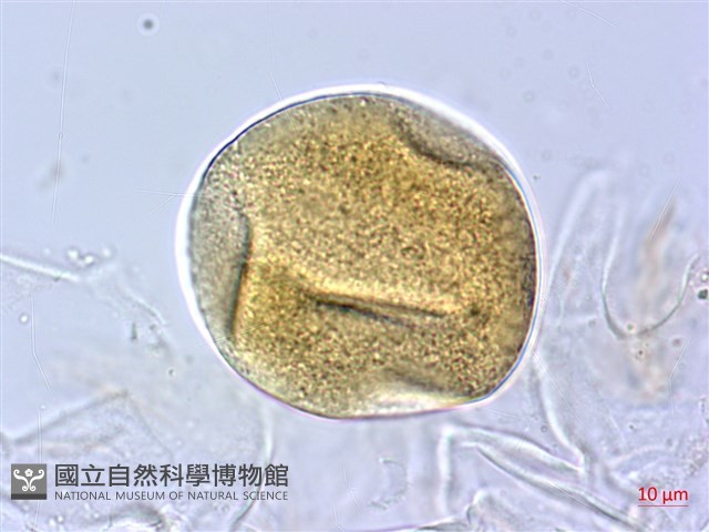 泰雅芭蕉藏品圖，第2張