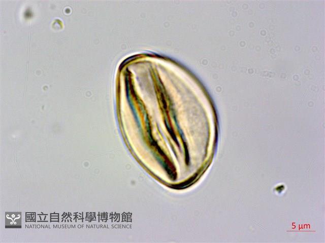 柿葉野櫻、蘭嶼野櫻花藏品圖，第3張