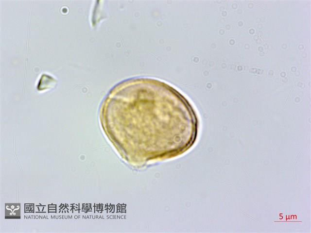 異葉囊瓣芹藏品圖，第2張