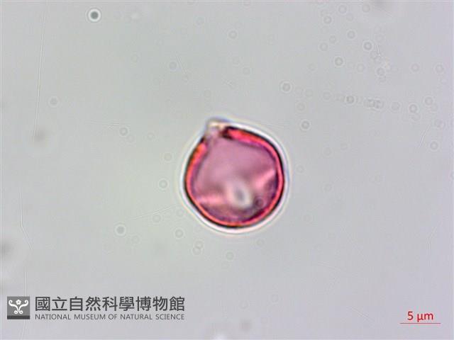 蘭嶼秋海棠藏品圖，第2張