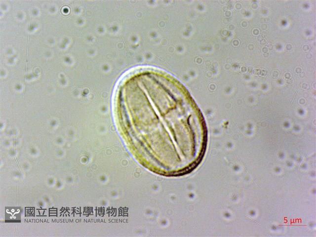 白校欑藏品圖，第3張
