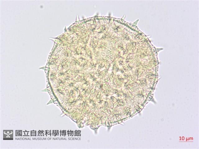 幾內冬葵子，幾內亞磨盤草藏品圖，第2張