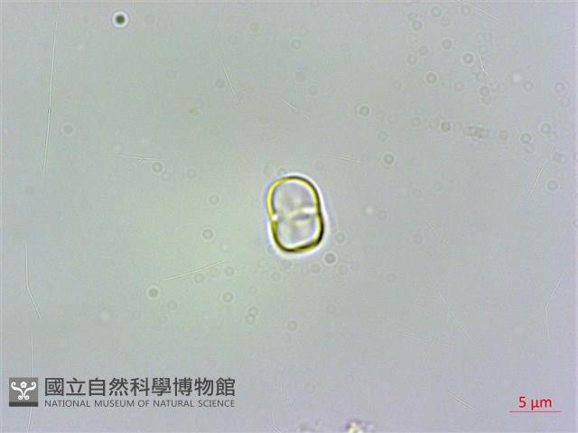 琉璃草藏品圖，第3張