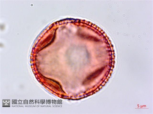 蟲屎藏品圖，第2張