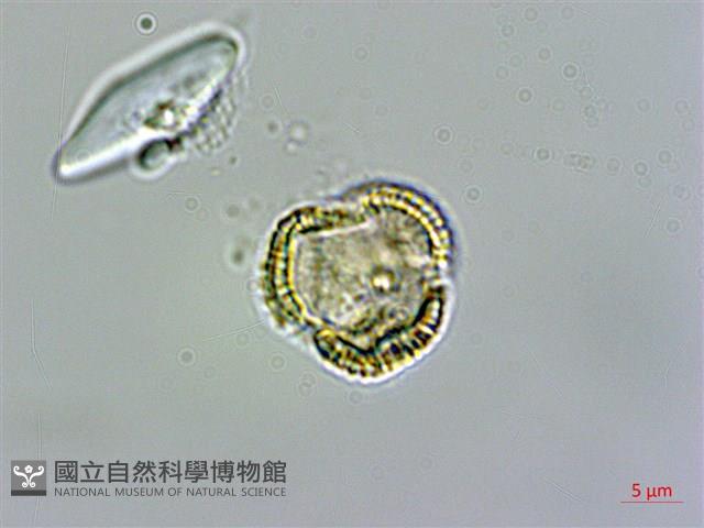 水芥菜、豆瓣菜、無心菜、水甕菜藏品圖，第3張