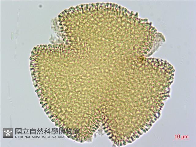 曲枝補血草藏品圖，第2張