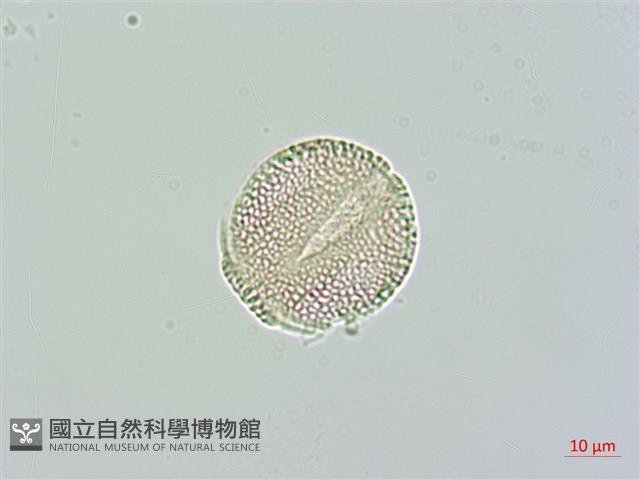 欖李藏品圖，第3張