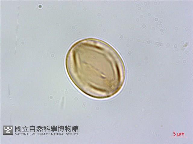 黑柃藏品圖，第2張