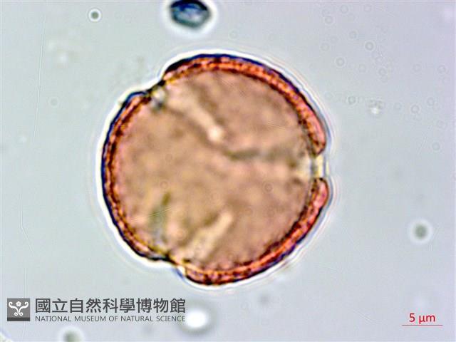 柳氏懸鉤子藏品圖，第2張