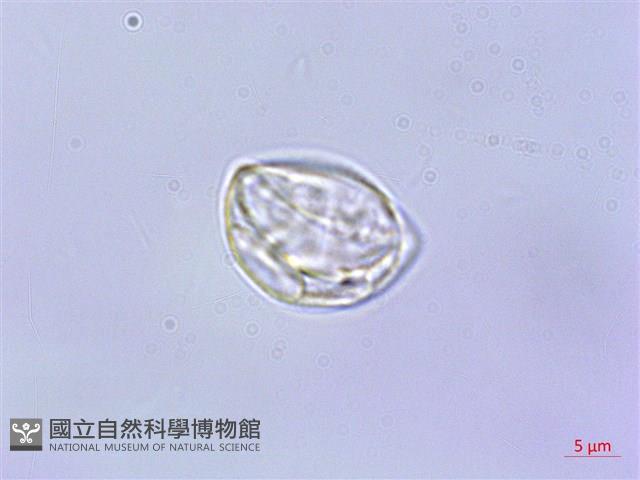 紫麻藏品圖，第2張