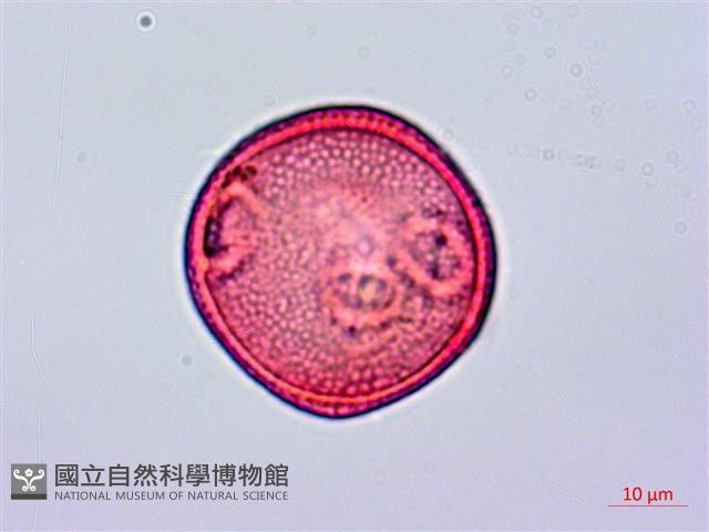 登錄號:S096179藏品圖，第2張