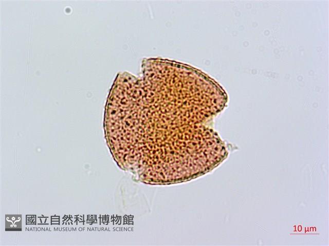 大籽當藥、巒大當藥藏品圖，第2張