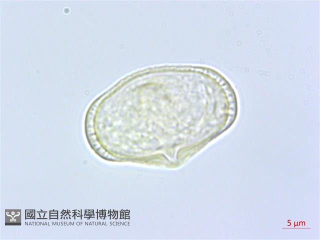 全葉山芹藏品圖，第2張