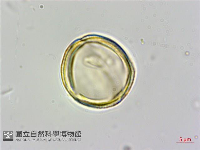 蘭嶼厚殼樹藏品圖，第3張