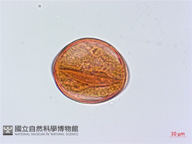 慈恩胡頹子藏品圖，第3張