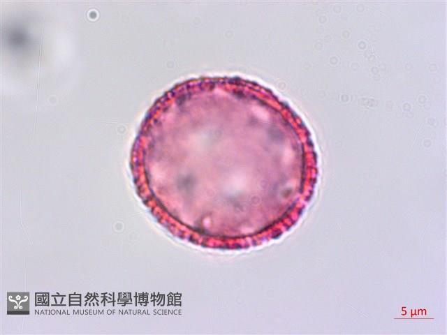 琉球黃楊藏品圖，第2張