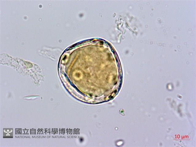 蘭嶼絡石藏品圖，第3張