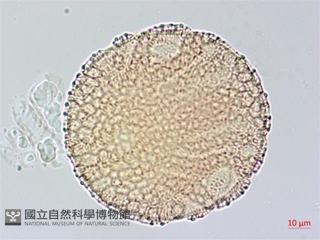 尼氏擬馬偕花藏品圖，第3張