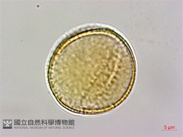 登錄號:S150289藏品圖，第2張