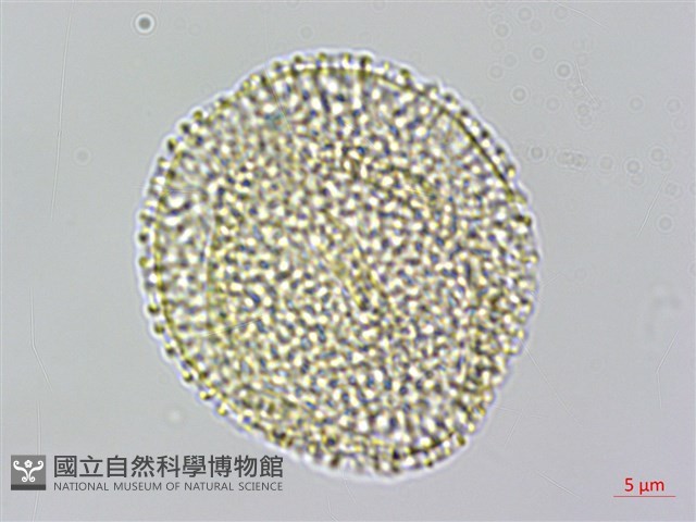 台灣羅漢果藏品圖，第3張
