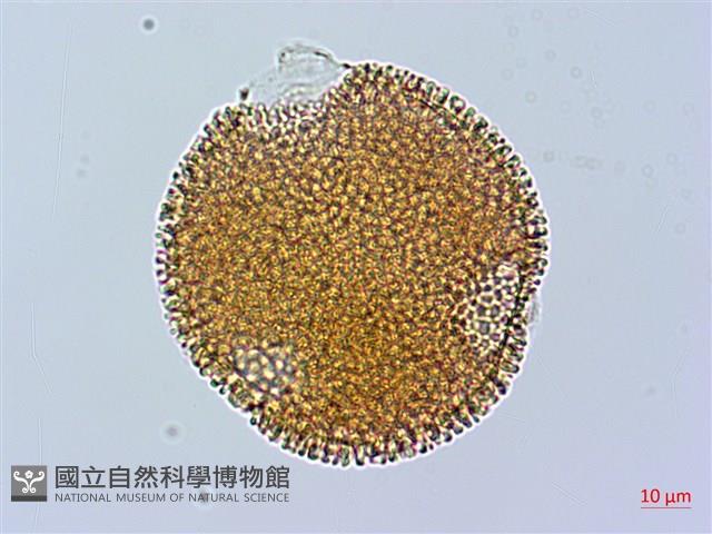野老鸛草藏品圖，第2張