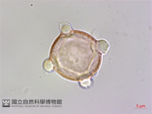 水社玉葉金花藏品圖，第2張