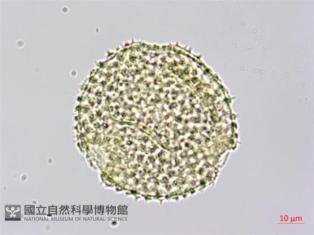 雙輪瓜藏品圖，第3張