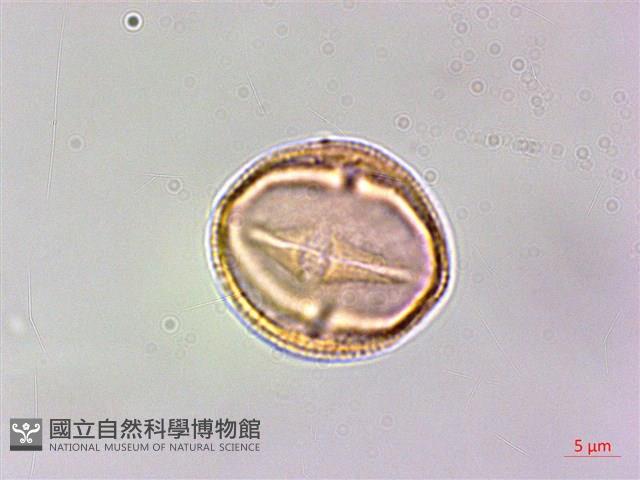 刺花椒藏品圖，第2張