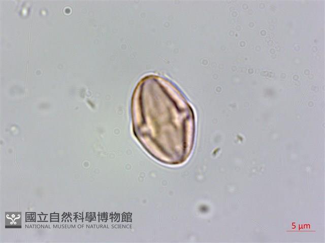 厚葉秋海棠藏品圖，第3張