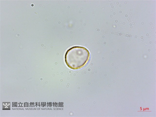 冷清草藏品圖，第2張