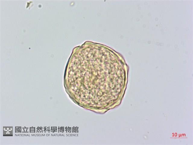 櫸、雞油藏品圖，第3張