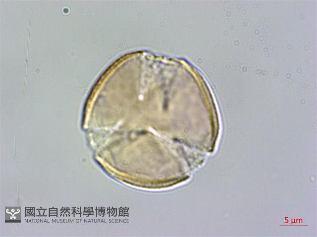 哈哼花藏品圖，第3張