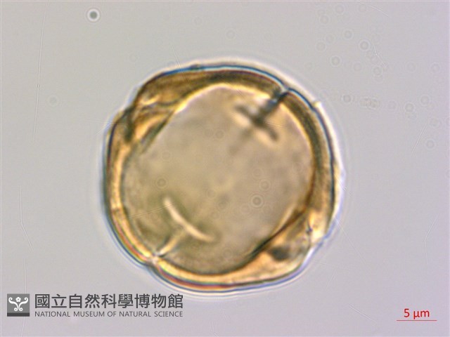 穗花樹蘭藏品圖，第2張