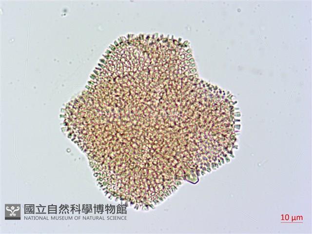 烏面馬、白花藤藏品圖，第2張