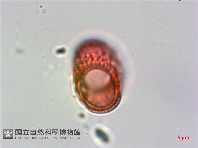爵床藏品圖，第2張