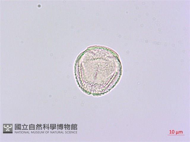 華參、裡白八角金盤藏品圖，第3張
