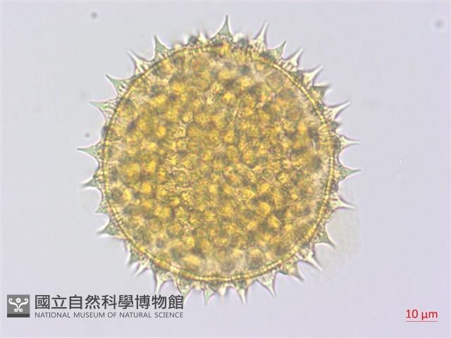 金午時花藏品圖，第2張